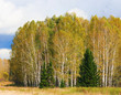 autumn forest scene