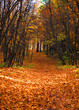 autumn coming