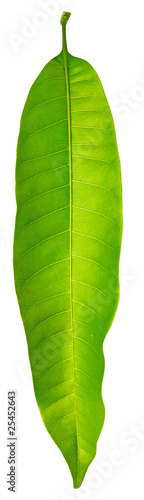 feuille manguier, fond blanc feuille manguier, fond blanc