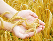 golden ears wheat in hands golden ears wheat in hands