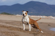 belle position du molosse sur le sable