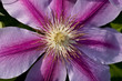 Detail of pink blow of clematis 