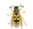 wasp