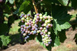 weintrauben