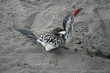 Red-billed-Hornbill_01
