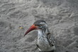 Red-billed-Hornbill_02
