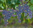 Red Wine Grapes on the Vine