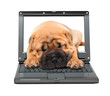 laptop with sleeping puppy dog laptop with sleeping puppy dog