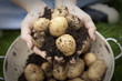 A handful of new potatoes in colander