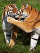 Two Siberian Tigers close together Two Siberian Tigers close together