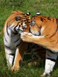 Two Siberian Tigers close together Two Siberian Tigers close together