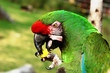 ara eating fruit