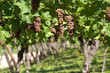 Old grape-vines