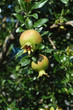Young pomegranate fruits