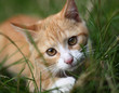 little kitten playing on the grass little kitten playing on the grass