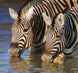 Zebras drinking close-up Zebras drinking close-up