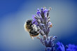 Lone bee