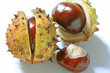 glanzvolle Premiere (Kastanie)
