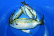 la saupe, poisson méditérranéen, petite pêche loisir
