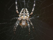 kreuzspinne kreuzspinne