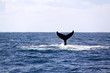 Ballena jorobada