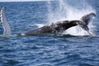 Salto de ballena II - sudafrica