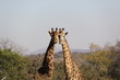 Photo: Girafas en Sudafrica Girafas en Sudafrica
