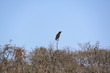 Photo: Sudafrica - ave ii Sudafrica - ave ii