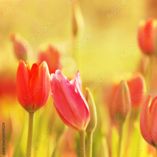 Photo: tulips in romance tulips in romance