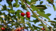 cherry