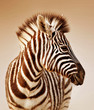 Zebra portrait