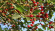 cherry