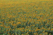 Sunflowers field