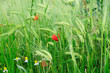 natur, weizen, ernte