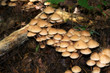 pilz, natur