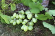 Weintrauben