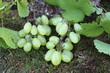 Weintrauben