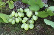 Weintrauben