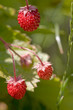 Detail of wild strawberry