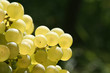Grapes with place for text