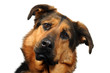 Chien