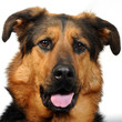 Chien