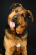 Chien