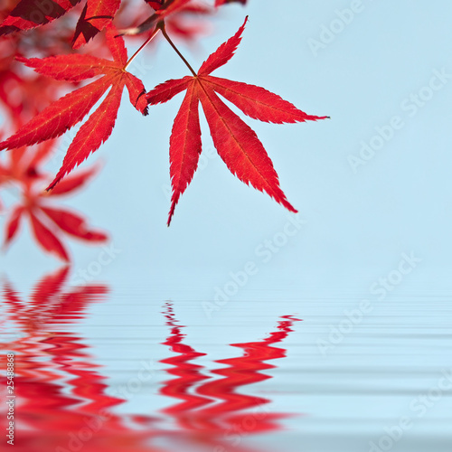 Feuilles d'érable rouge et reflets dans l'eau