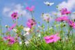 Cosmea 10