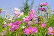 Cosmea 11