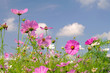 Cosmea 12