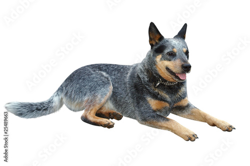 Foto: Australian Cattle Dog Australian Cattle Dog