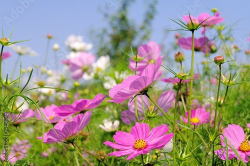 Foto: Cosmea 11 Cosmea 11