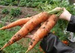 Farmworker holding big carrot from new harvest